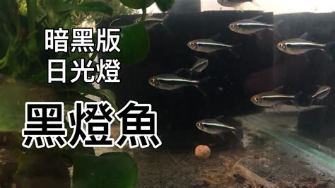 養魚入門魚種